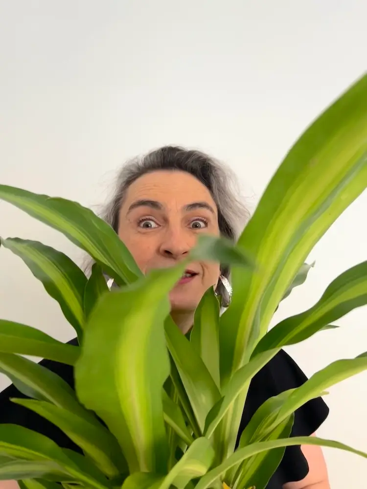 Woman with pot plant Grey-haired middle-aged woman with crazy eyes peering through a leafy green pot-plant